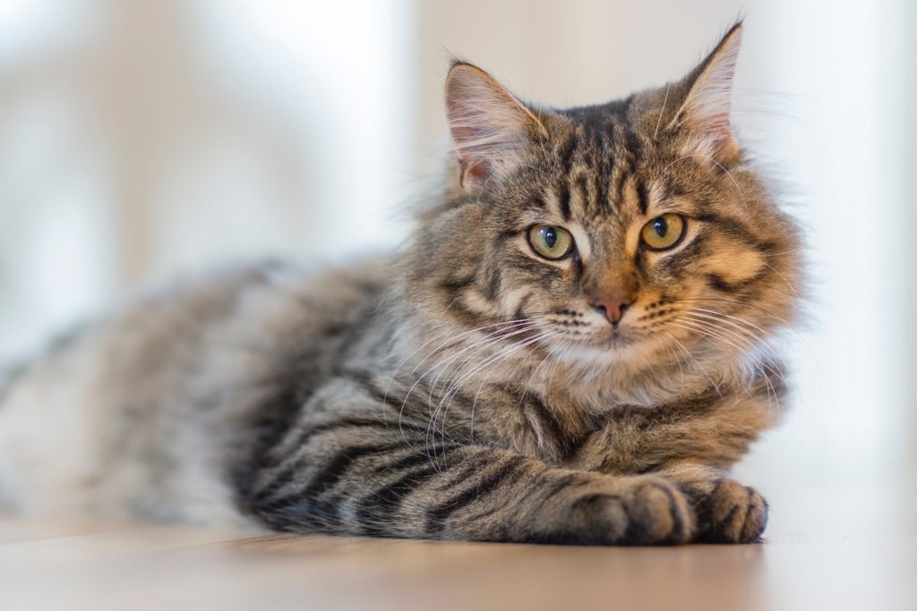 Should A Cat Be Your Investment Adviser?